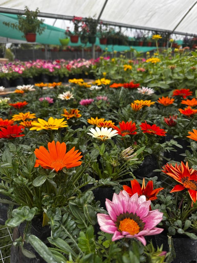 Gazanias