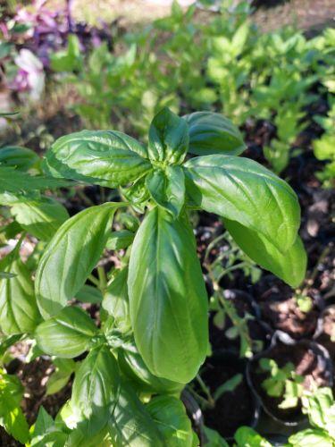 Albahaca genovesa