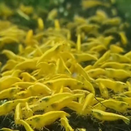 CAMARÃO AMARELO  SAKURA