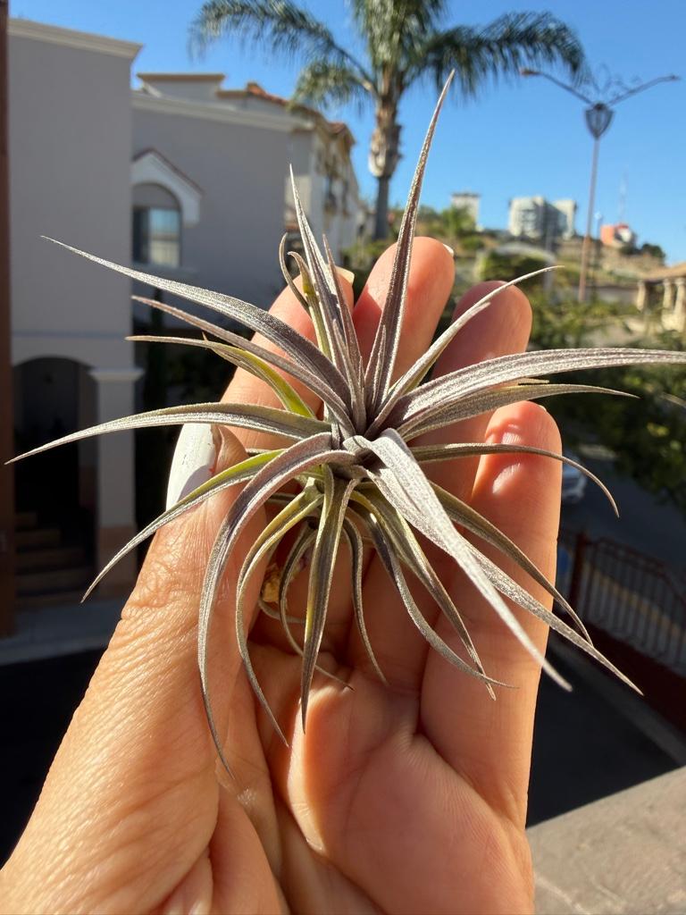 Aeranthos Nigra