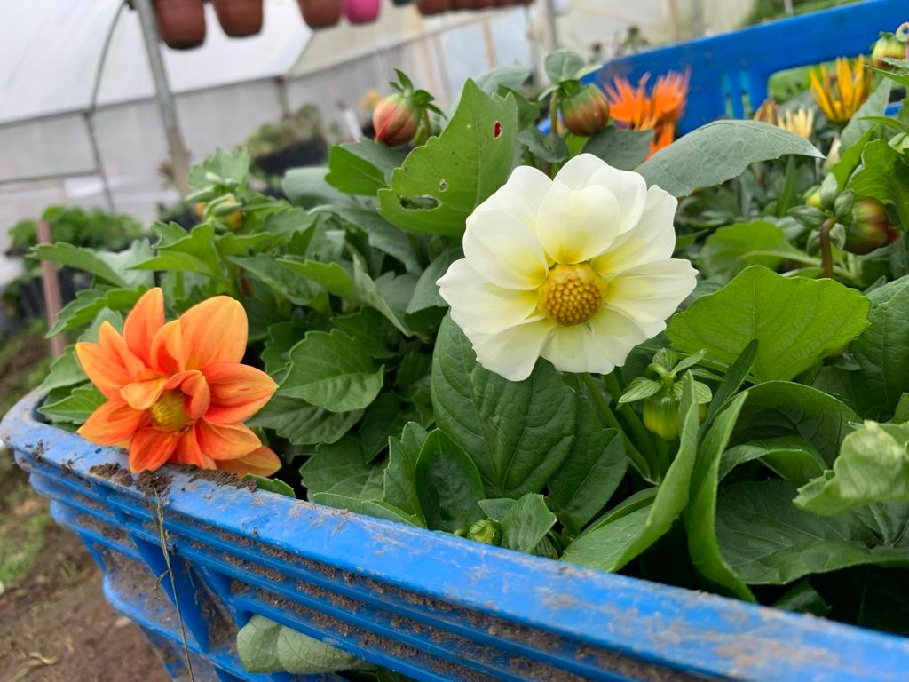 Miniatura 3 de Dalias