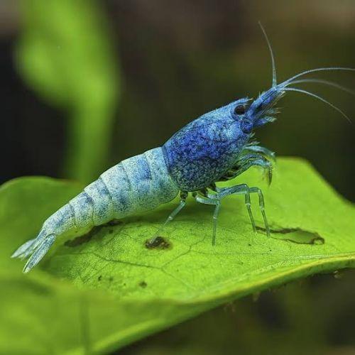 Caridina Blue Bolt