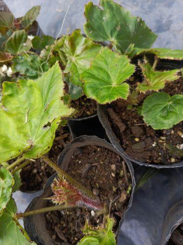 Begonia