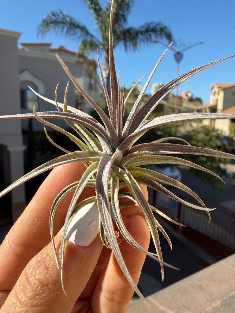 Miniatura 2 de Aeranthos Nigra