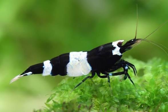 Caridina Black Panda