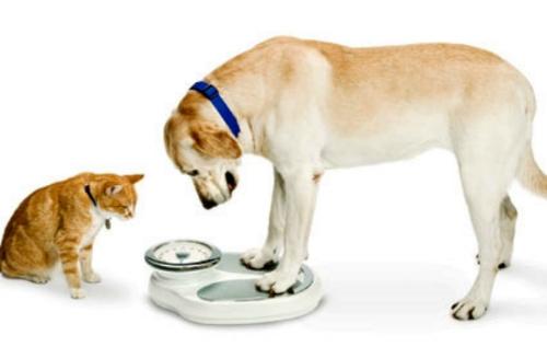 Consulta de endocrinología