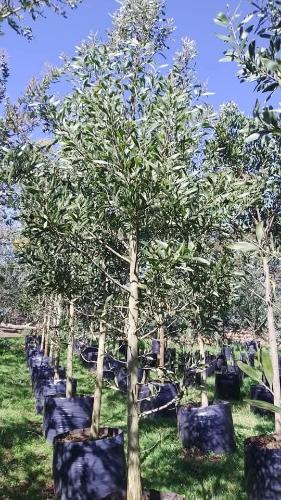 Acacia Negra B55