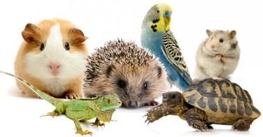 Consulta en animales exóticos