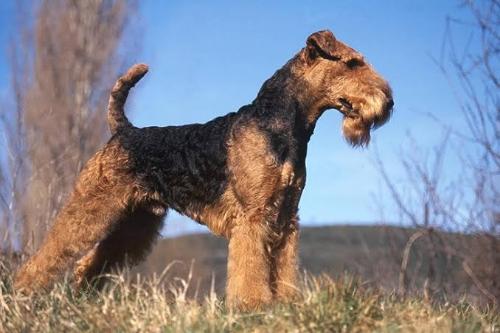 Airedale Terrier stripping