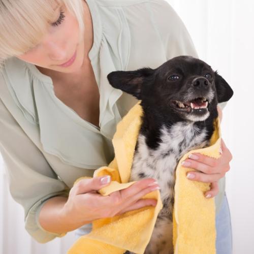 (L) Toallas absorbente para mascota