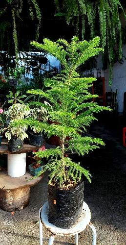 Araucaria