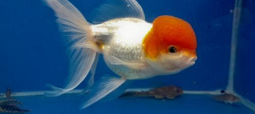 Oranda red cap adulto
