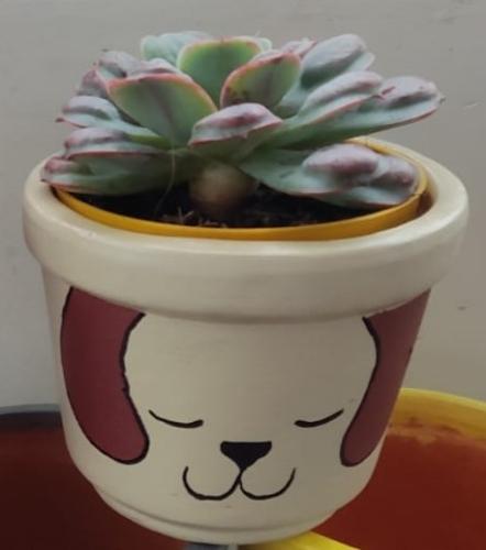 Echeveria - Rain Drops