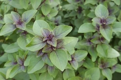 ALBAHACA CANELA