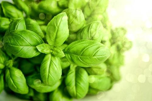 ALBAHACA VERDE