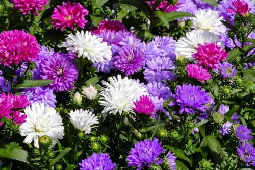ASTER GIG. CALIFORNIA - MIXTOS (COMESTIBLE)