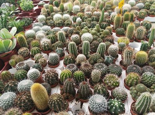 CACTUS PEQUEÑOS MIXTOS
