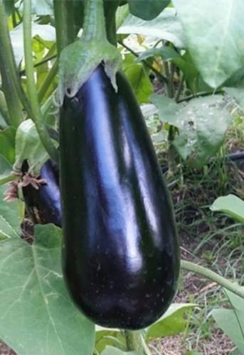 BERENJENA NEGRA