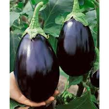 BERENJENA MORADA