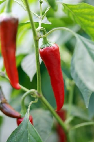 AJI CAYENNE  (PICANTE)