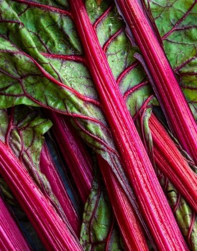 ACELGA RED RUBY