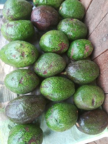Aguacate Criollo 3x1000
