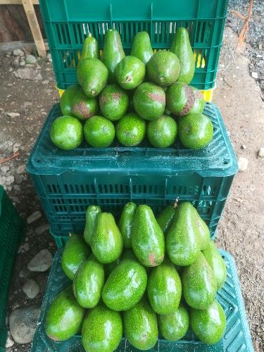 Aguacate Criollo x Kilo