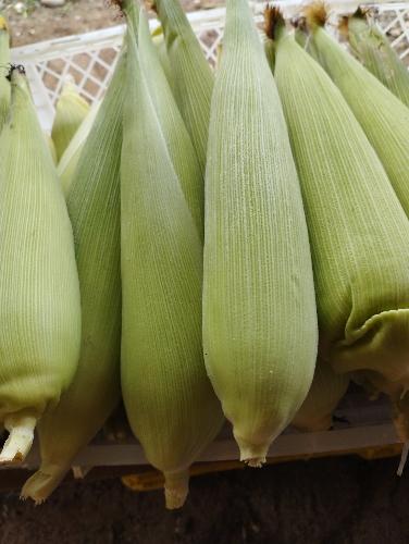 Elote