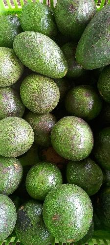 Aguacate injertado pequeño 