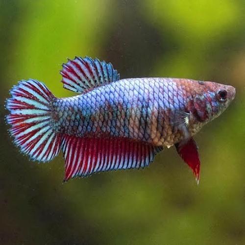 Betta Fêmea 