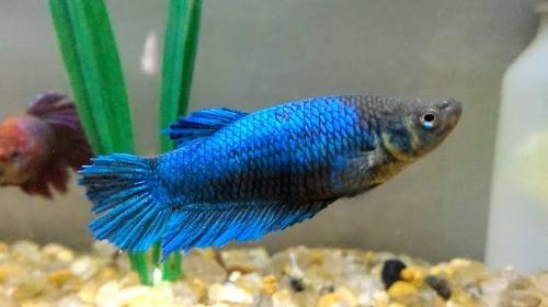Betta fêmea 