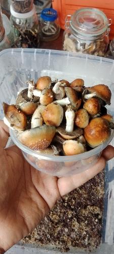 Frutos deshidratados Sillbily