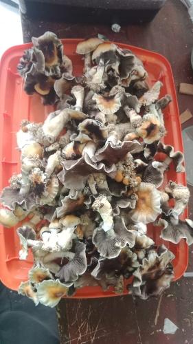 Hillbili frutos secos