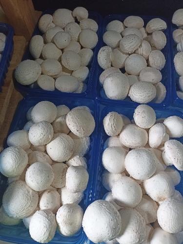 CHAMPIÑON 1 KILO