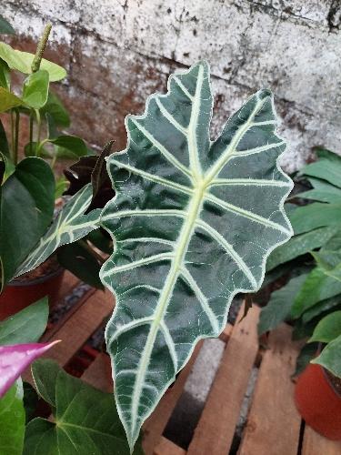 Alocasia Coleccionable.