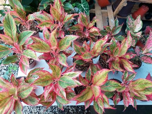 Aglaonema Roja