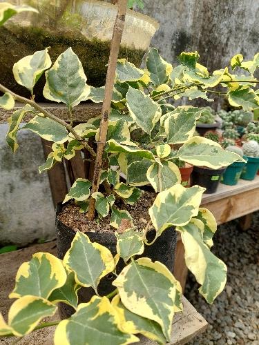 Bugambilia Hawaiana A