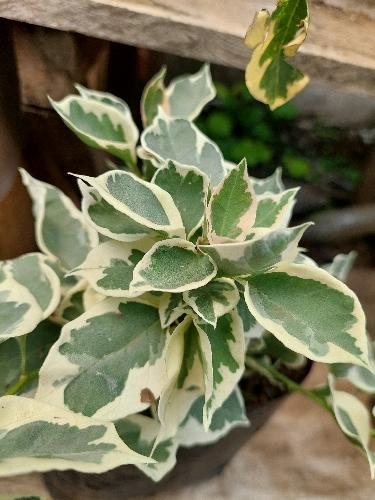 Bugambilia Hawaiana Premium