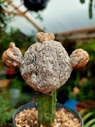 Astrophytum Snowball (Madre)