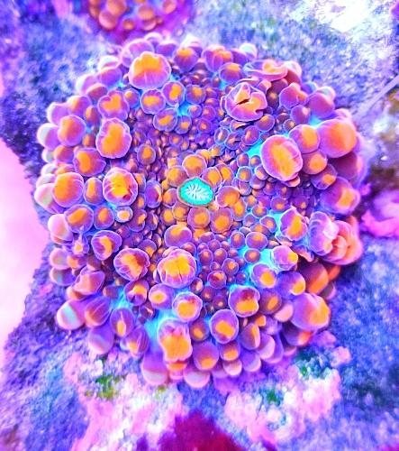 Ricordeas yuma inferno md