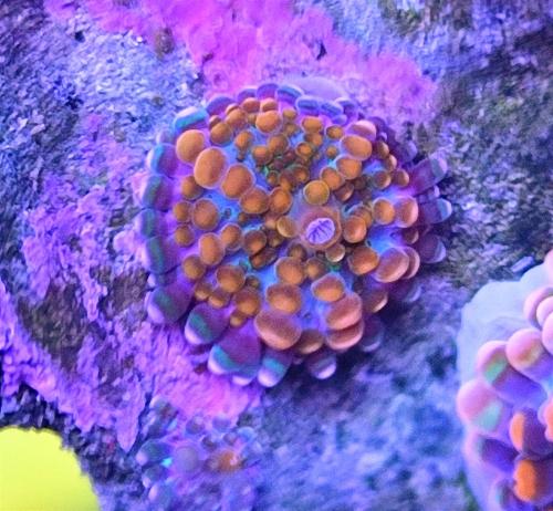 Ricordeas yuma inferno ch