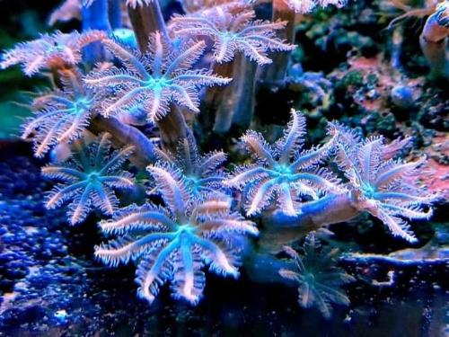 Clavularia papaya 4 a 5 pólipos por base