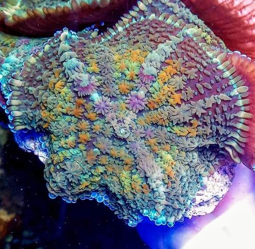 Rhodactis rainbow talla gde