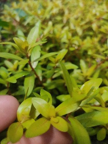 Ammannia pedicellata golden