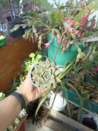 Echeveria Agavoides Aquamarine