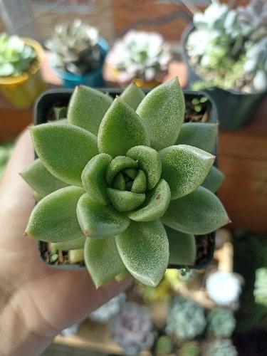 Echeveria Agavoide 1