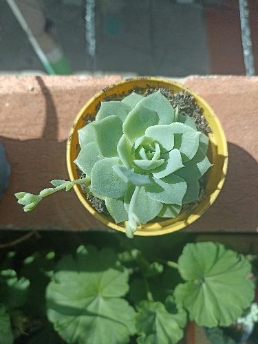 Echeveria Lolita