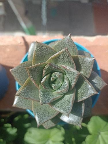 Echeveria Dionysos