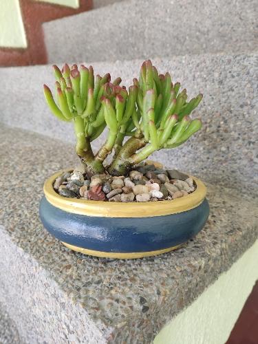 Crassula Ovata Gollum 2