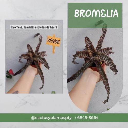 Cryptanthus zonatus